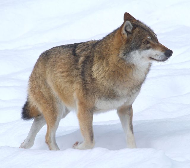 File:Wolf, voor de natuur, Saxifraga - Jan Nijendijk.5097.jpg